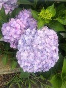 画像: 紫陽花