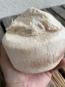 画像: ココナッツ～頭が劣化しているに日本人