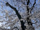 画像: もうすぐ桜も見納め~♪桜は桜