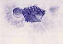 画像: ベネズエラ・ブラジル85300年前カシオペア座~1998地球大学での講演デビックについて~英雄の詩♪