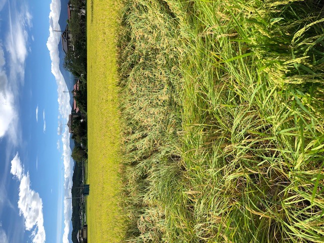 画像: 台風一過