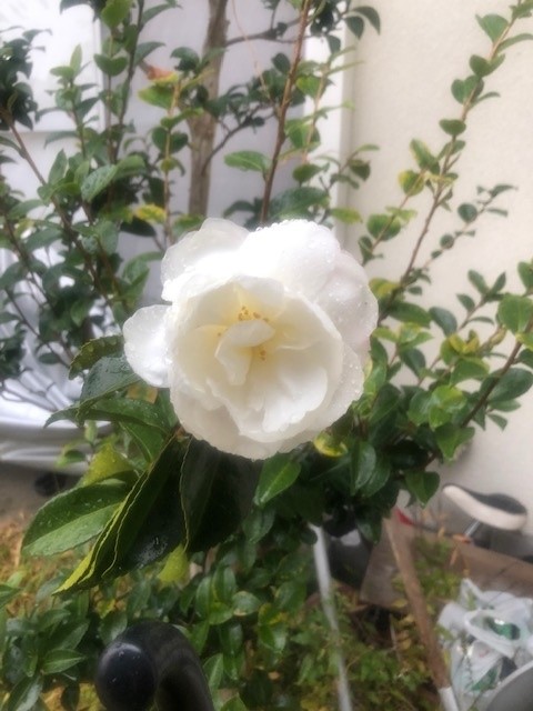 画像: 雨の日の花～【夫婦の話】　追記:なんて書いたらいいんだか