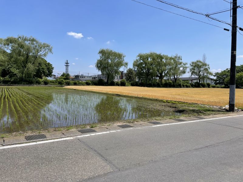 画像: 稲と麦〜とにかくお米はすごいね　※追記28日