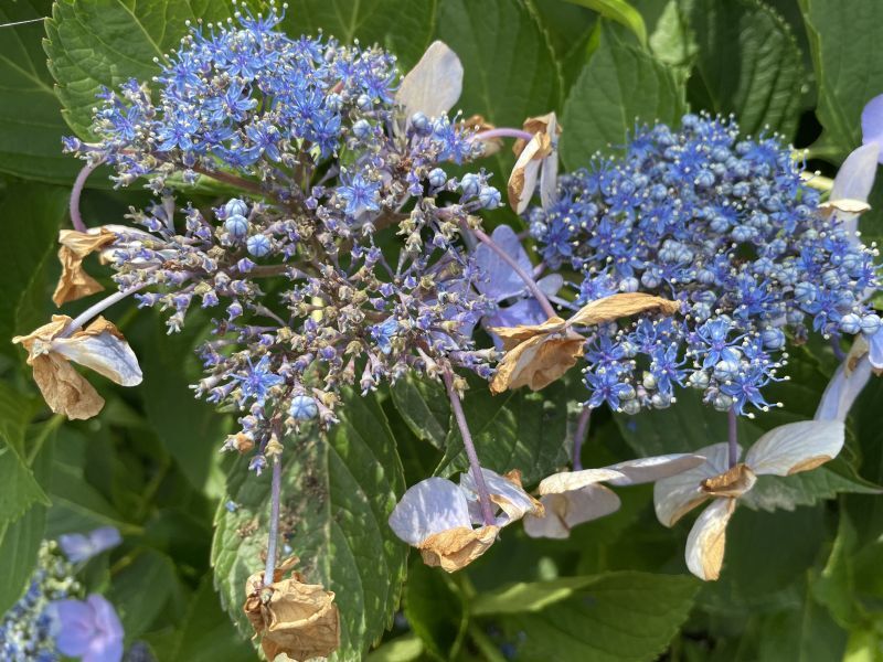 画像: 紫陽花が～マスク